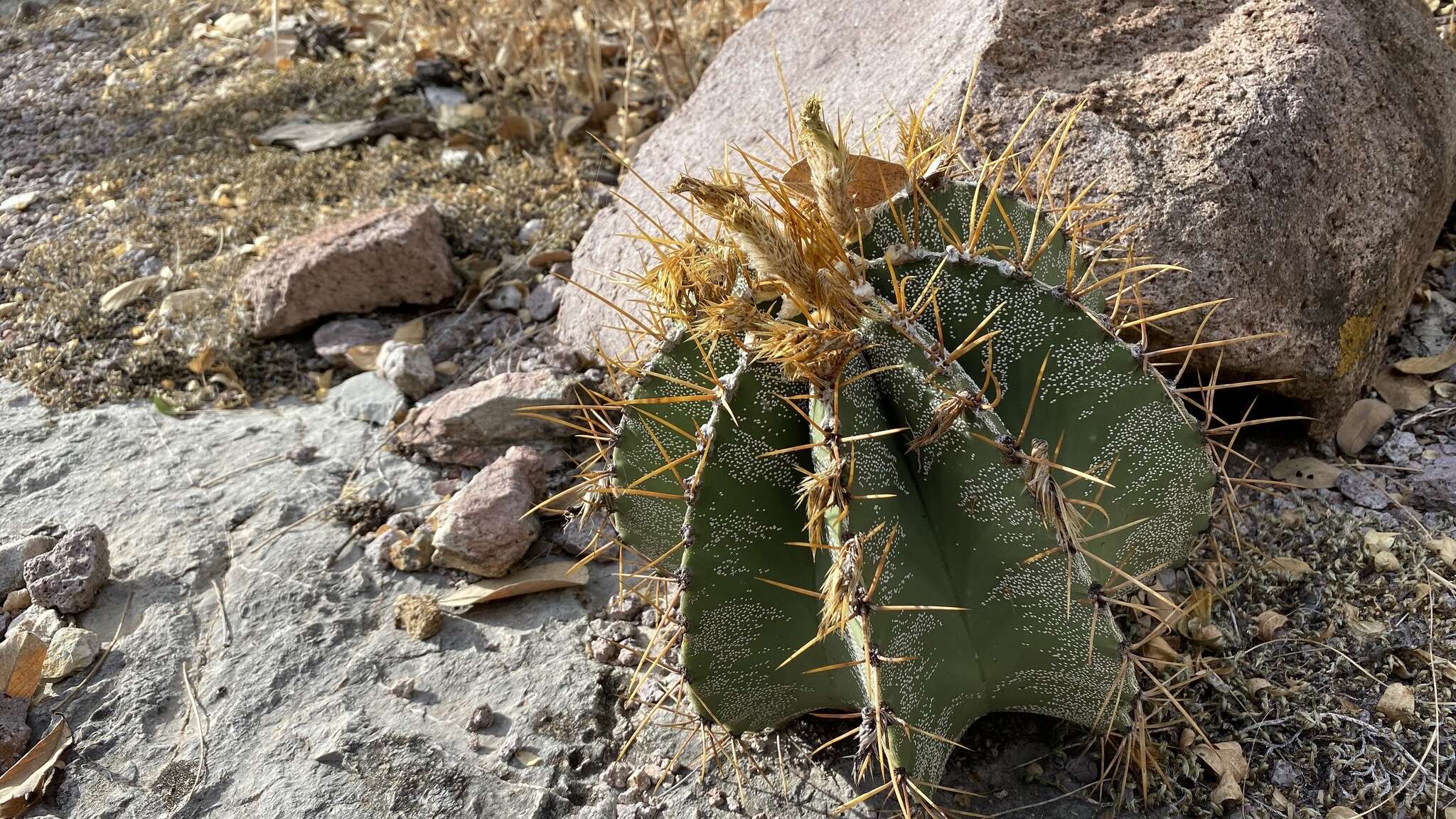 Imagem de Astrophytum ornatum (DC.) Britton & Rose