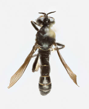 Image of Dioctria atricapilla Meigen 1804