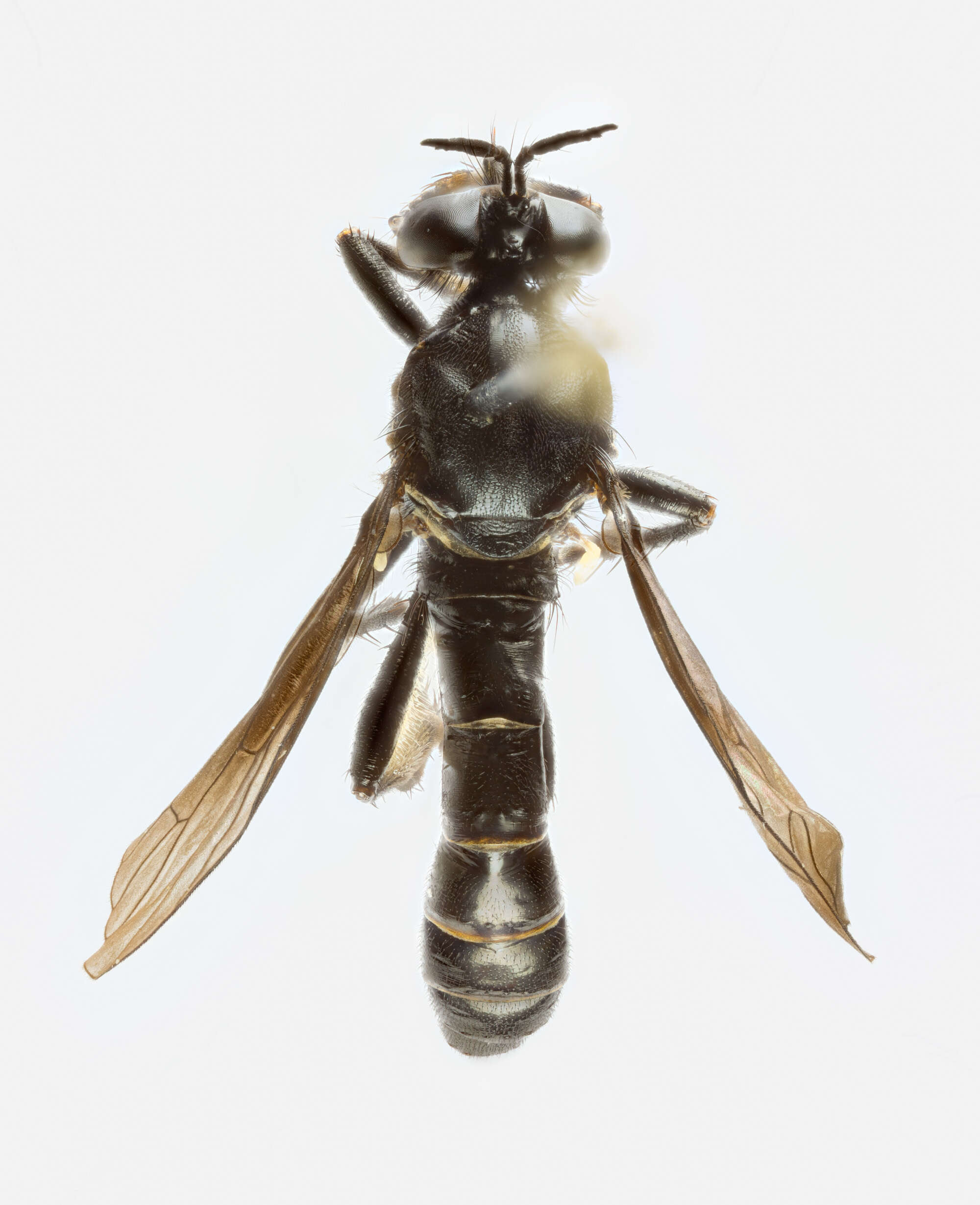 Image of Dioctria atricapilla Meigen 1804