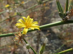 Image of chondrilla