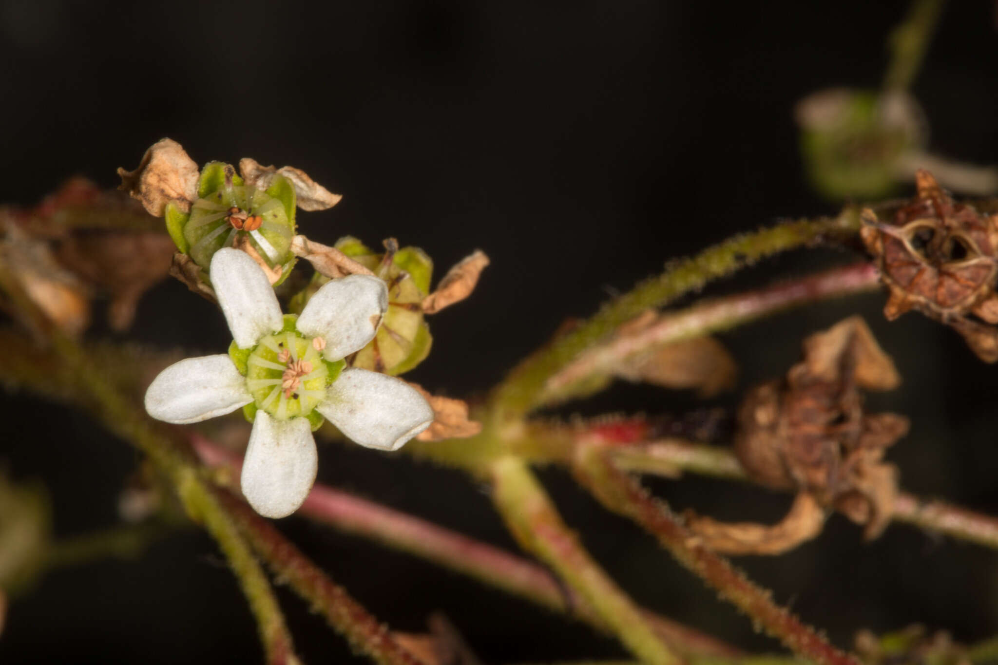 Image of Saxifraga hostii subsp. hostii