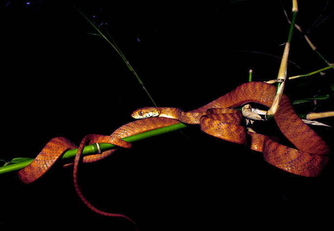 Image of Andaman Cat Snake