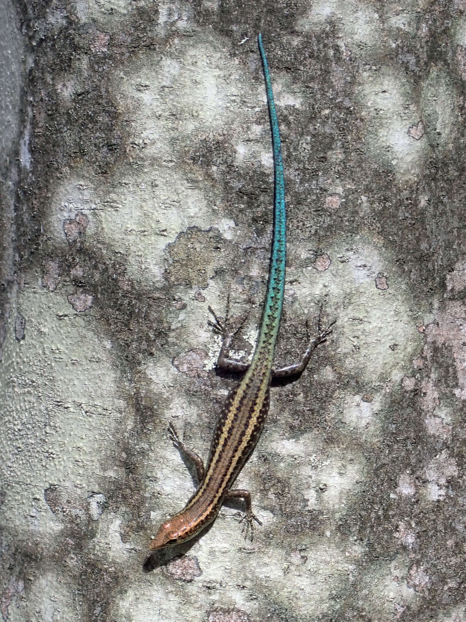 Image de Cryptoblepharus egeriae (Boulenger 1888)