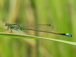 Image of Senegal bluetail