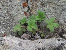 Image of Potentilla brachypetala Fisch. & Mey. ex Lehm.