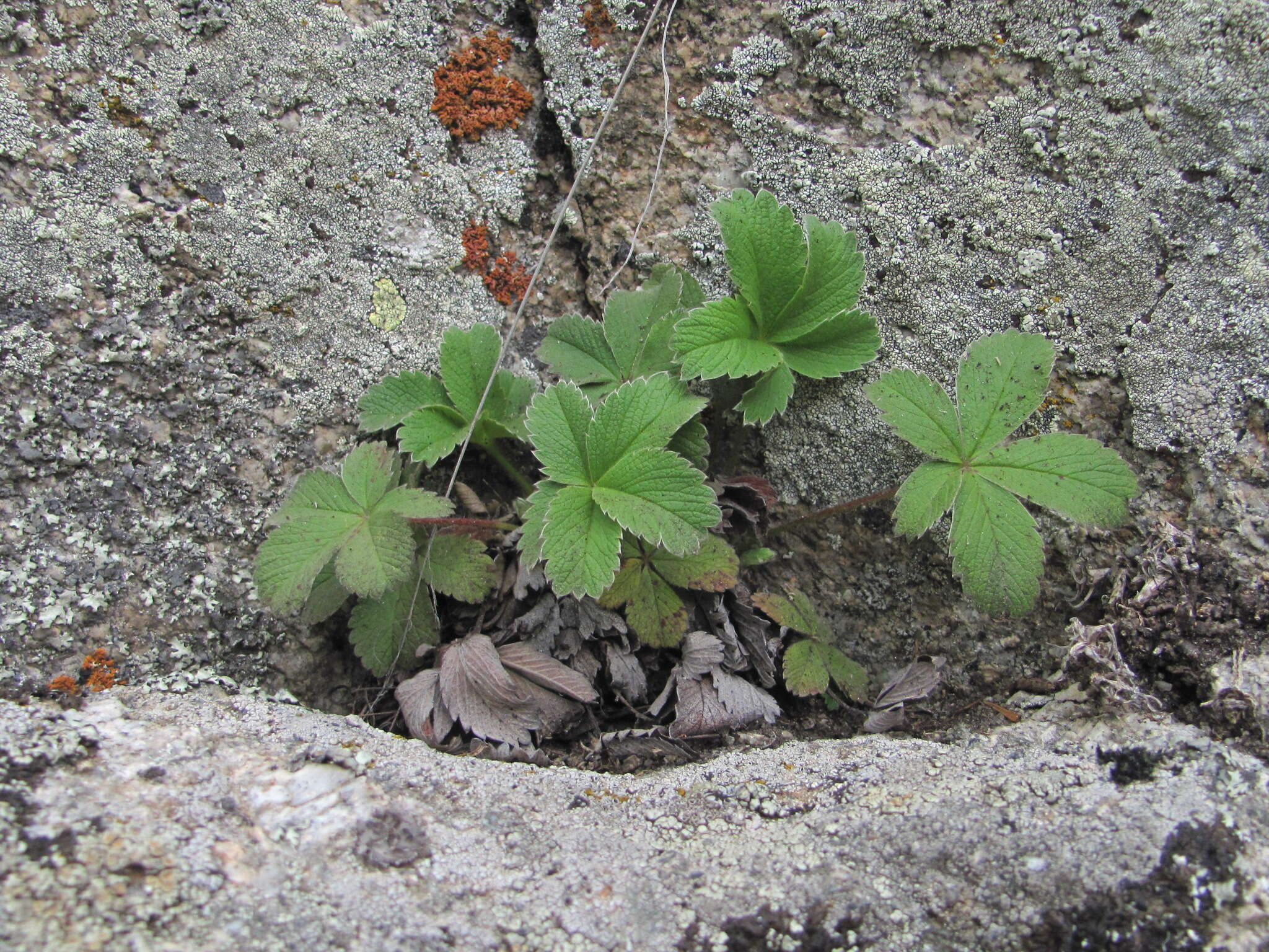 Image of Potentilla brachypetala Fisch. & Mey. ex Lehm.