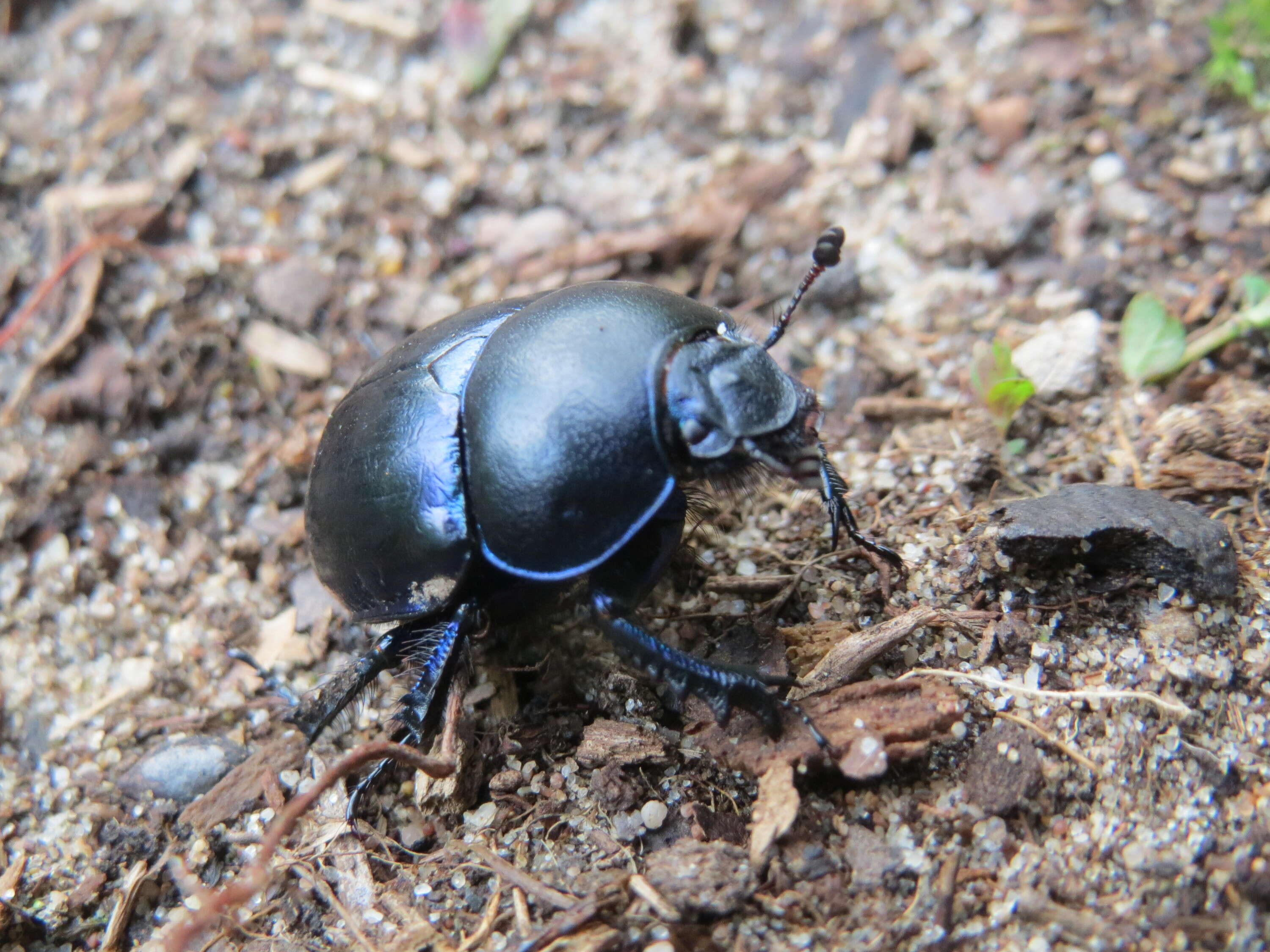 Image of Geotrupes vernalis