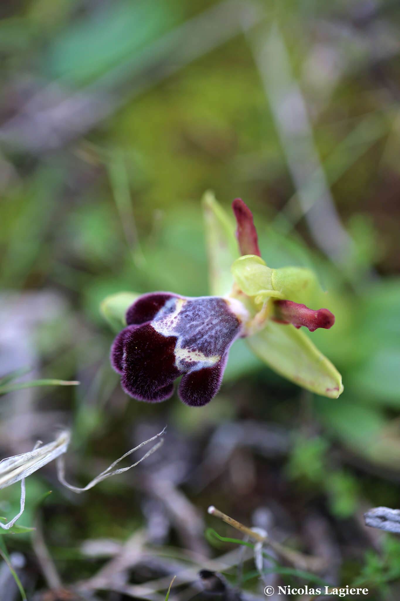 Image of Ophrys omegaifera var. basilissa (C. Alibertis, A. Alibertis & H. R. Reinhard) Faurh.