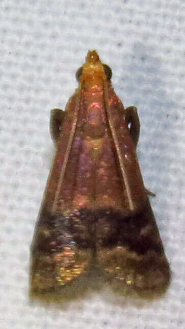 Image of Broad-banded Eulogia Moth
