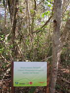 Imagem de Pilosocereus catingicola (Gürke) Byles & G. D. Rowley