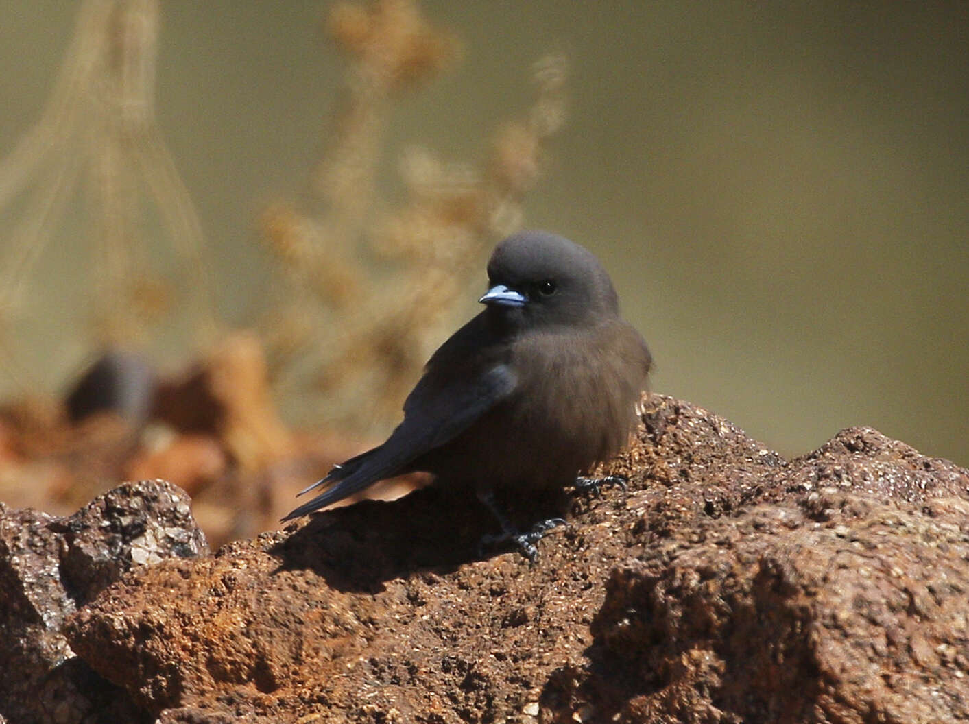 Image of Little Woodswallow