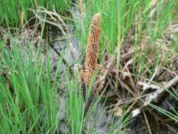 Image of Tufted Sedge