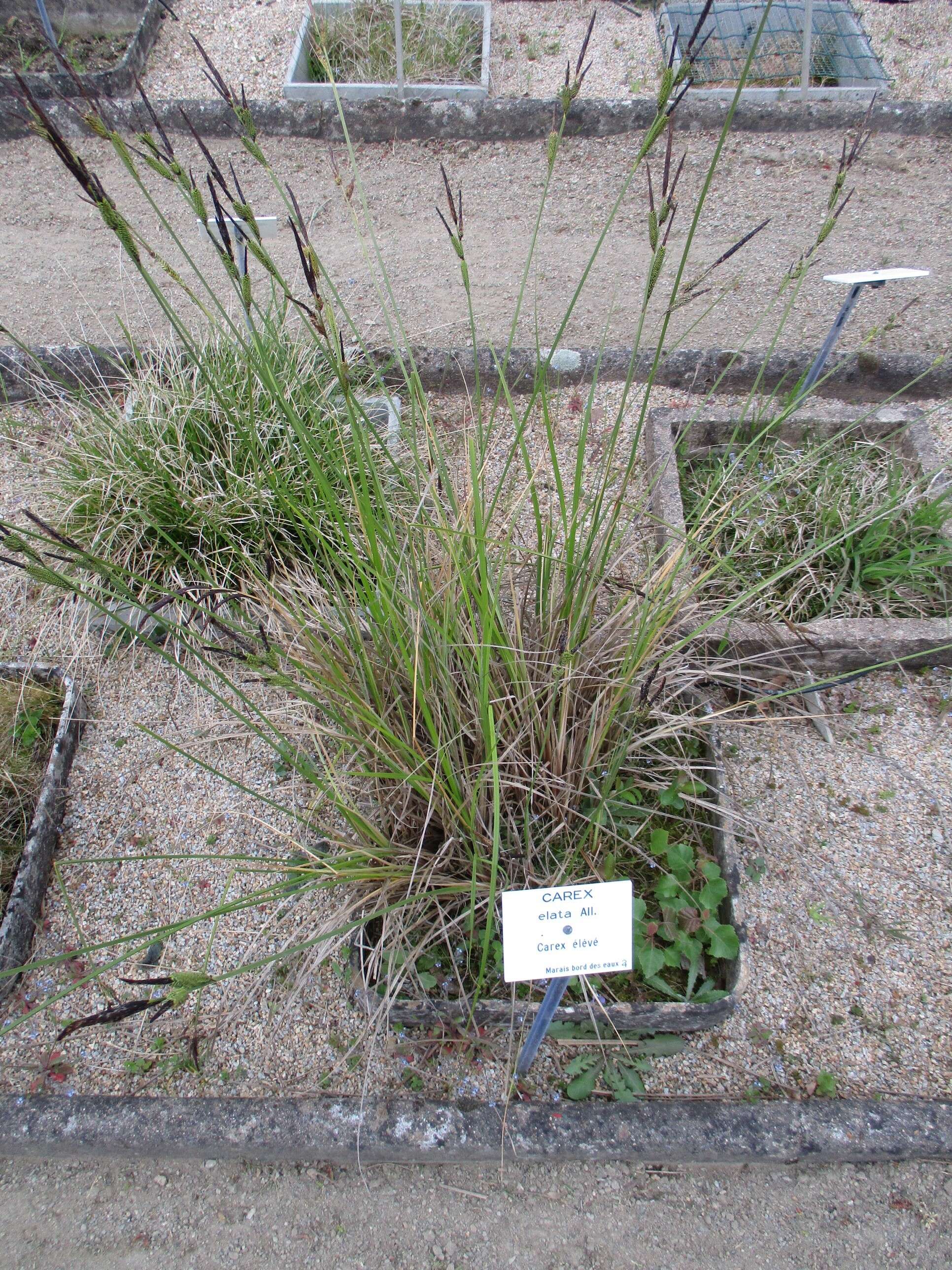 Image of Tufted Sedge