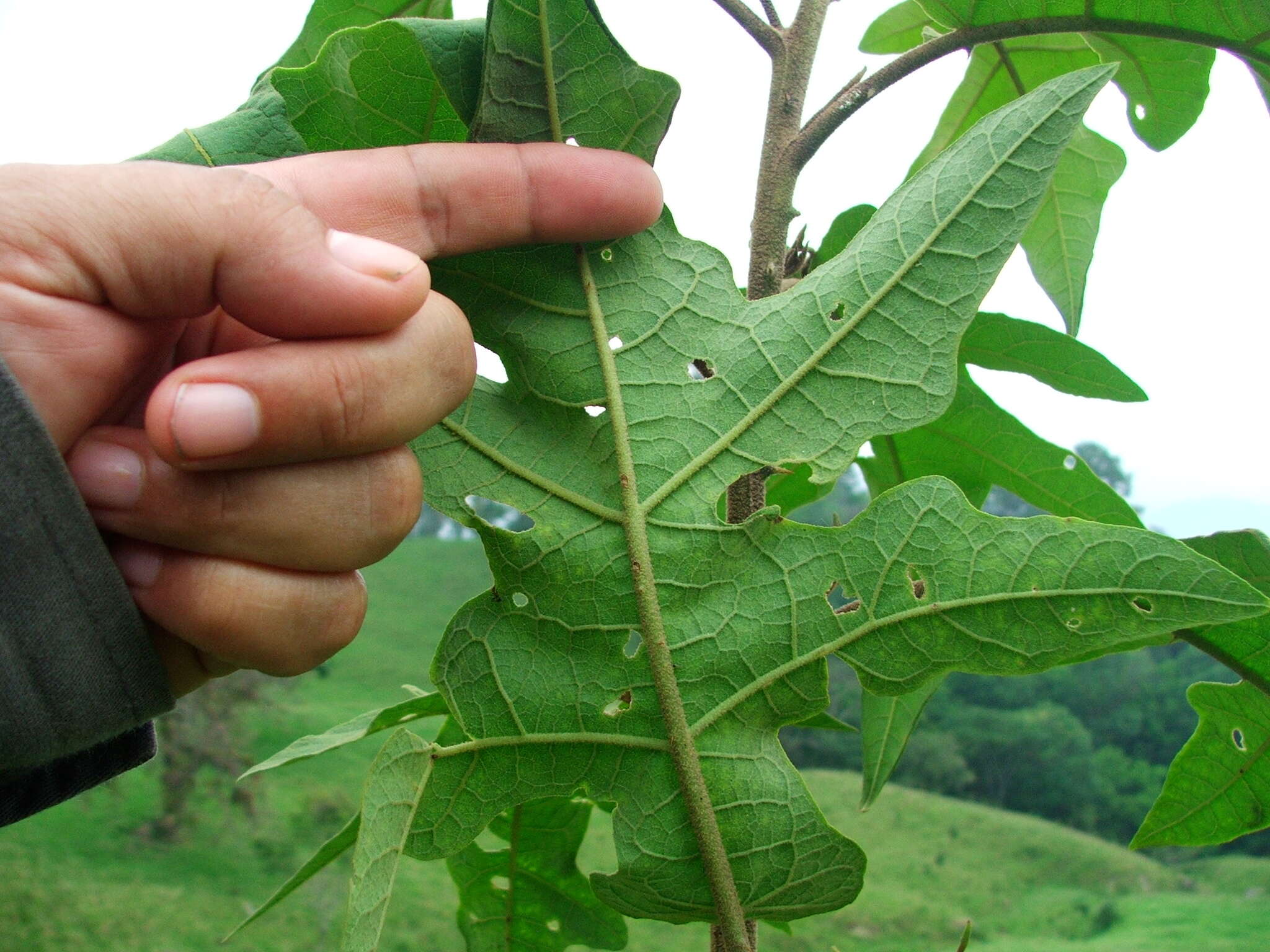 Image of Solanum diversifolium Schltdl.