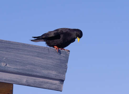 Image of Alpine Chough