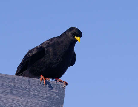 Image of Alpine Chough