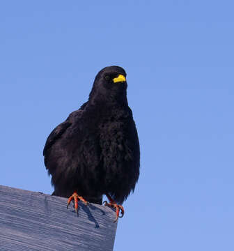 Image of Alpine Chough