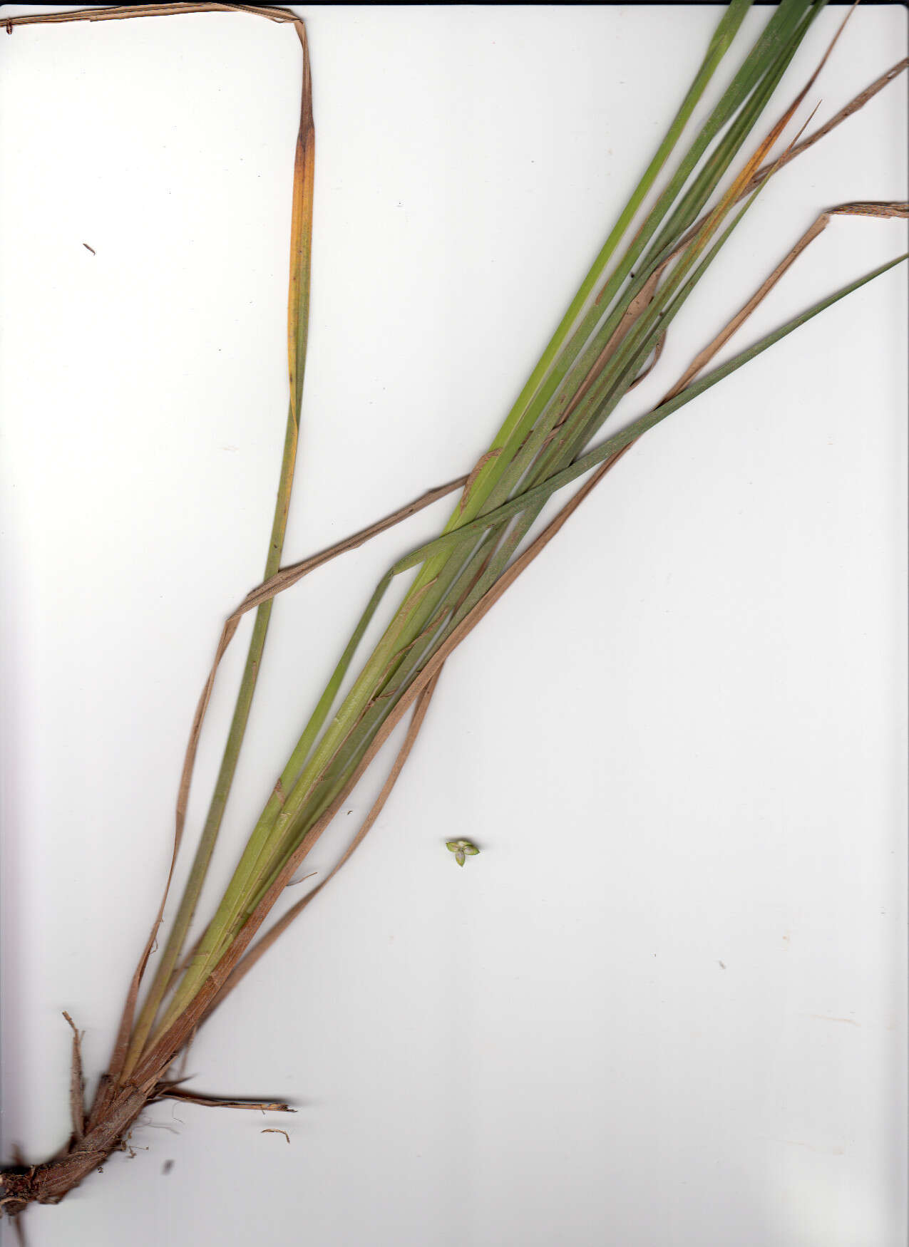 Image of Tufted Sedge