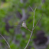 Plancia ëd Empidonomus Cabanis & Heine 1860