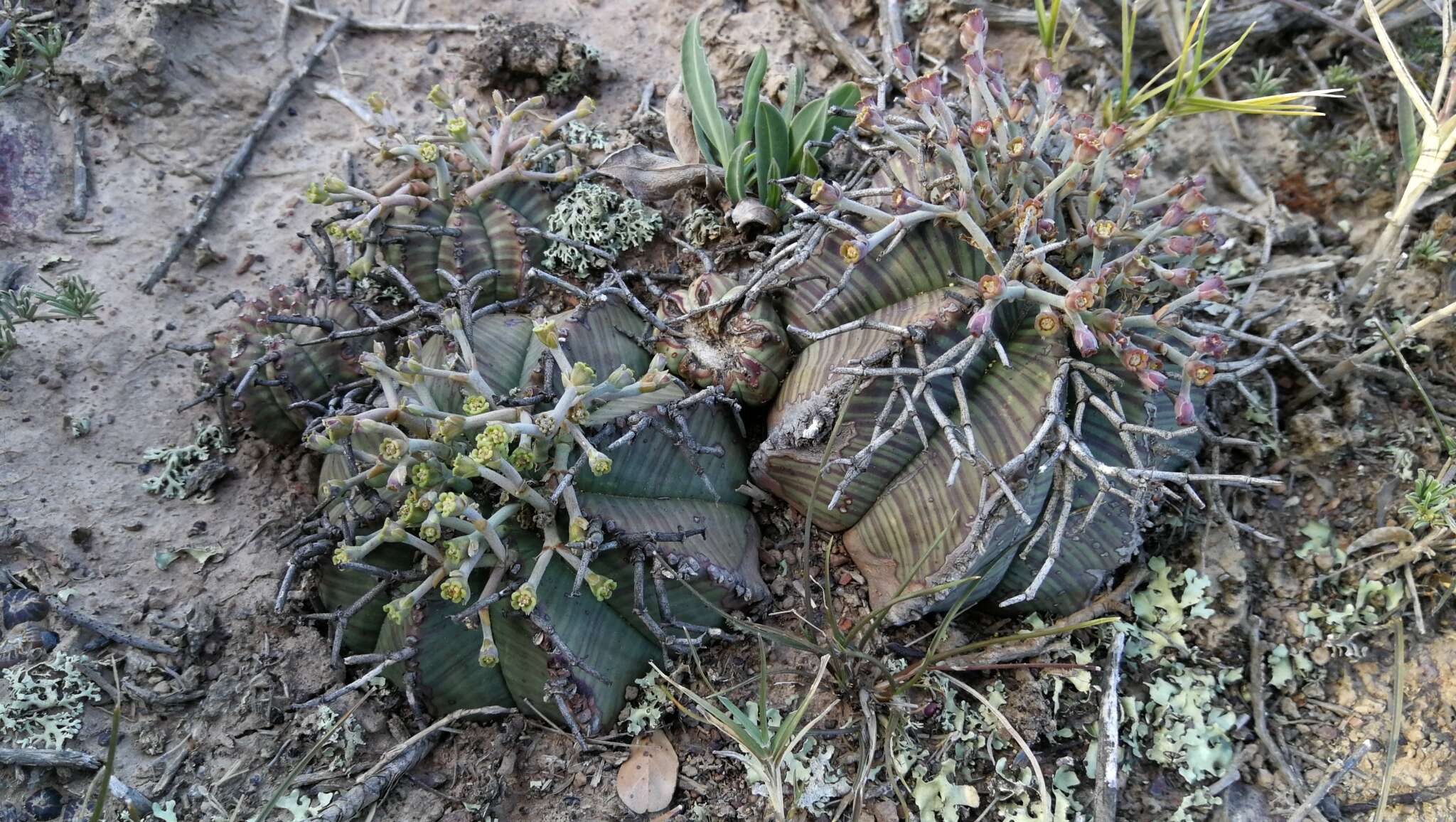 Слика од Euphorbia meloformis Aiton