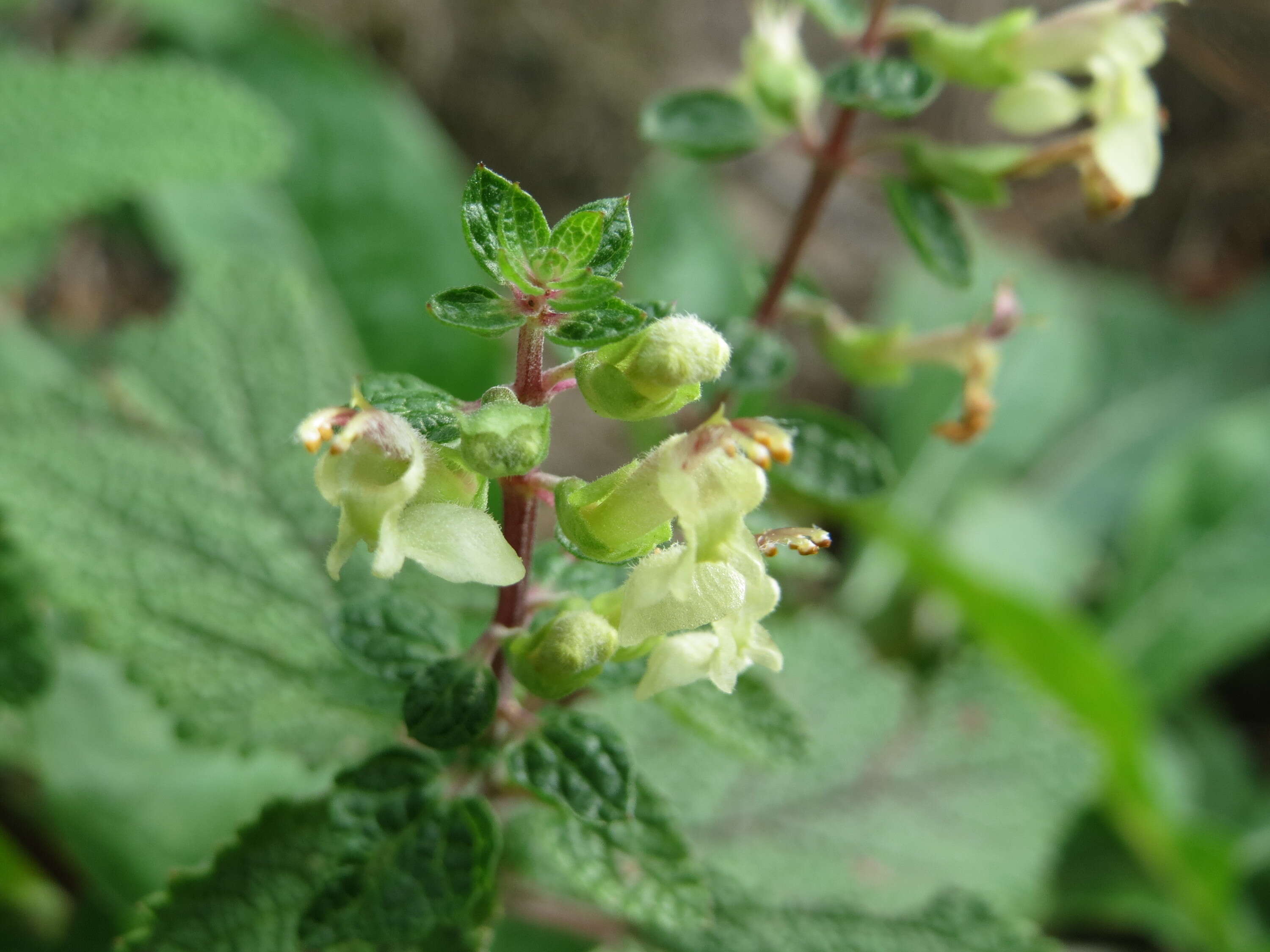 Image of woodland germander