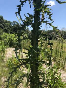 Cirsium nuttalii DC. resmi