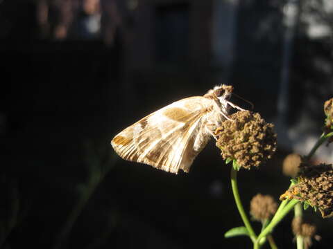 Image of Laviana White-Skipper