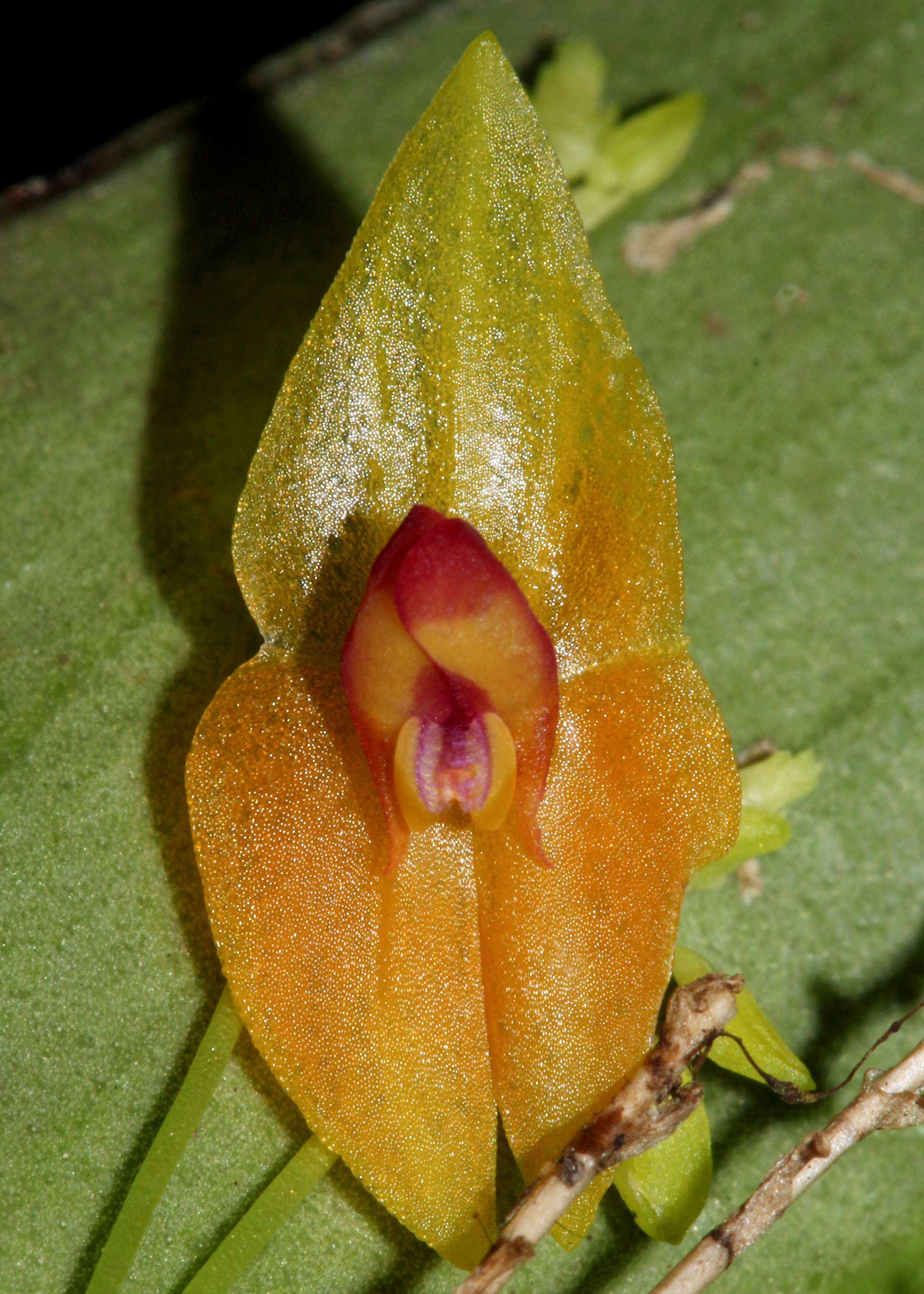 Image of Babyboot orchids