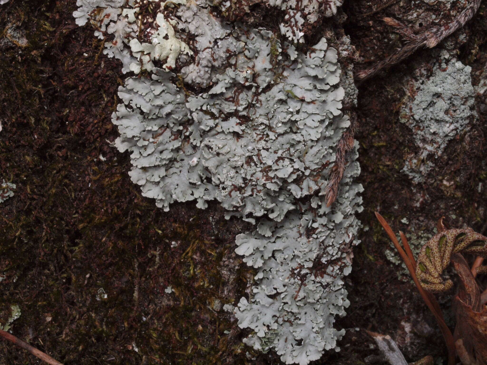 Image of Blue Ridge shield lichen