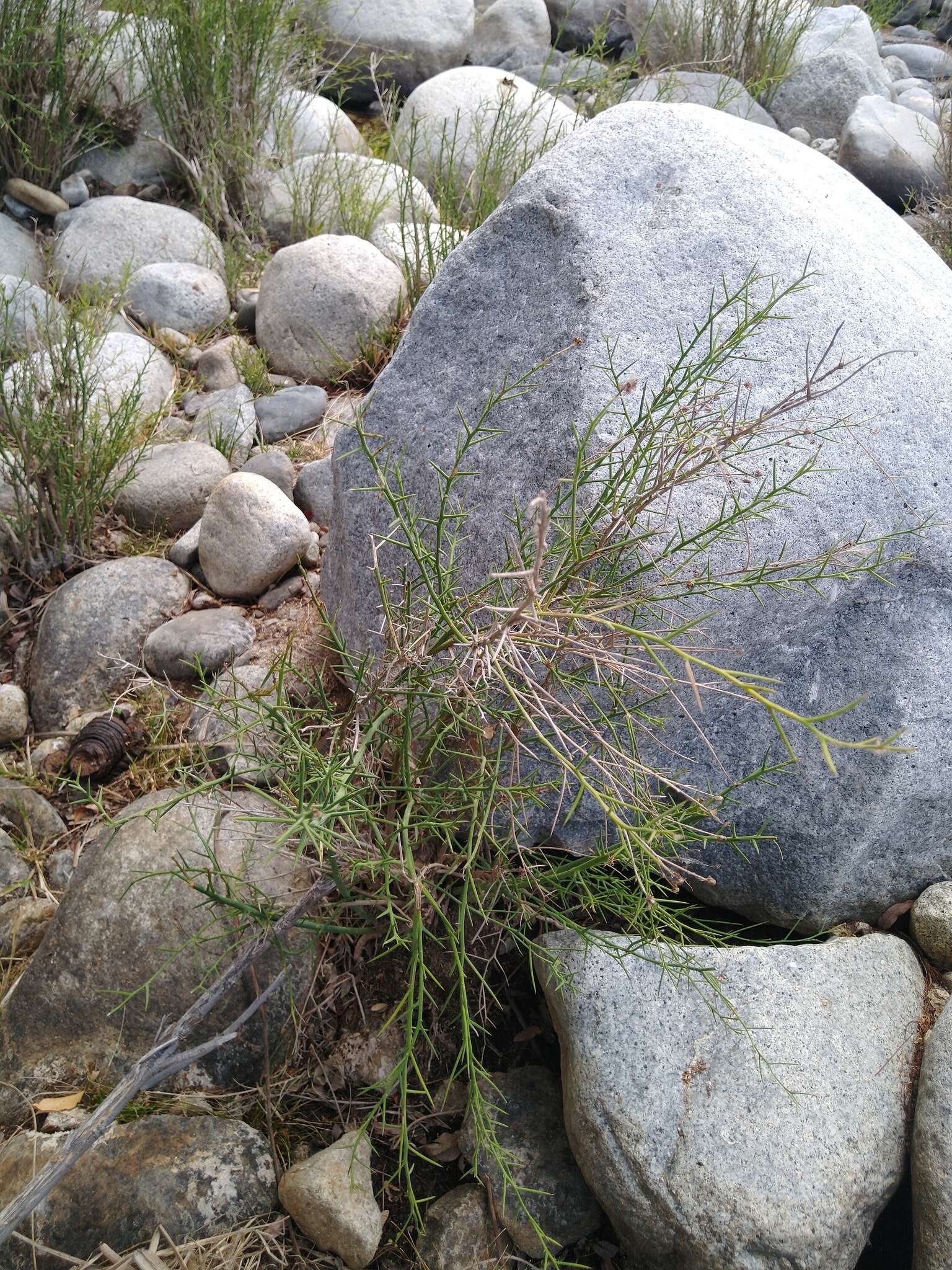 Image of Chloracantha spinosissima (Brandegee) Nesom