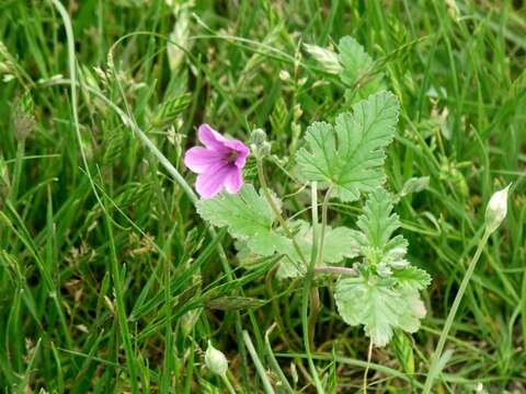 Image of Texas stork's bill