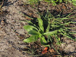 Image of Skiatophytum tripolium (L.) L. Bol.