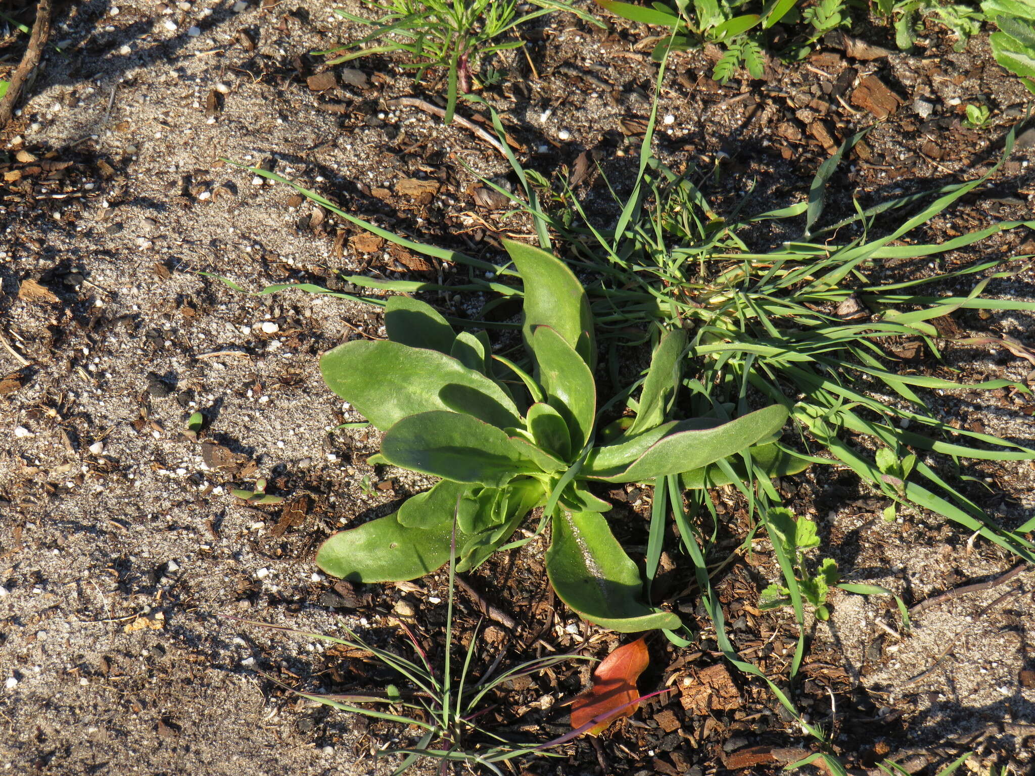 صورة Skiatophytum tripolium (L.) L. Bol.