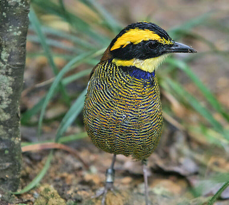 Image of Javan Banded Pitta