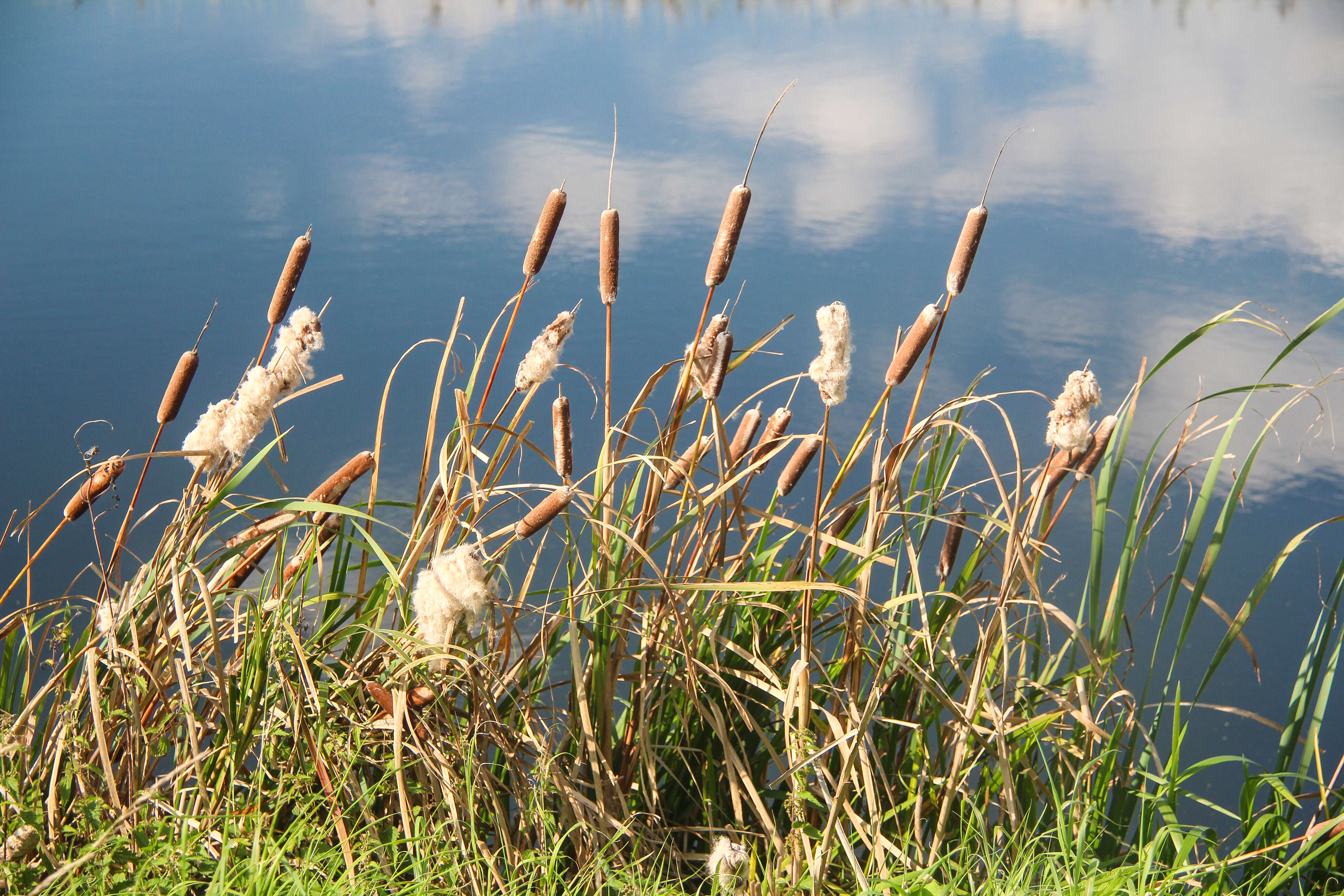 Image of broadleaf cattail