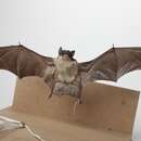 Image of Yellow-bellied Pouched Bat