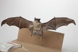 Image of Yellow-bellied Pouched Bat