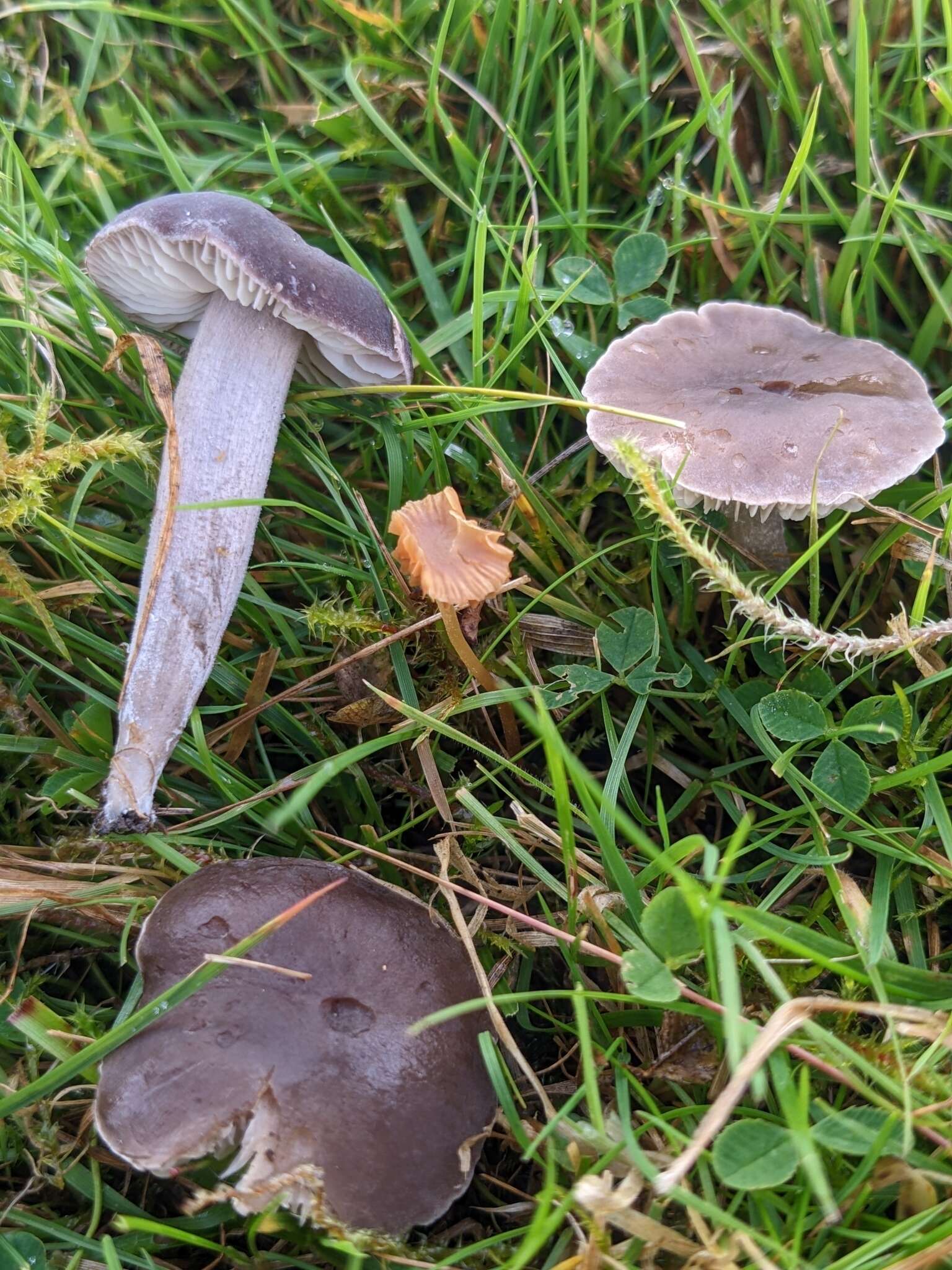 Слика од Dermoloma cuneifolium (Fr.) Singer ex Bon 1986