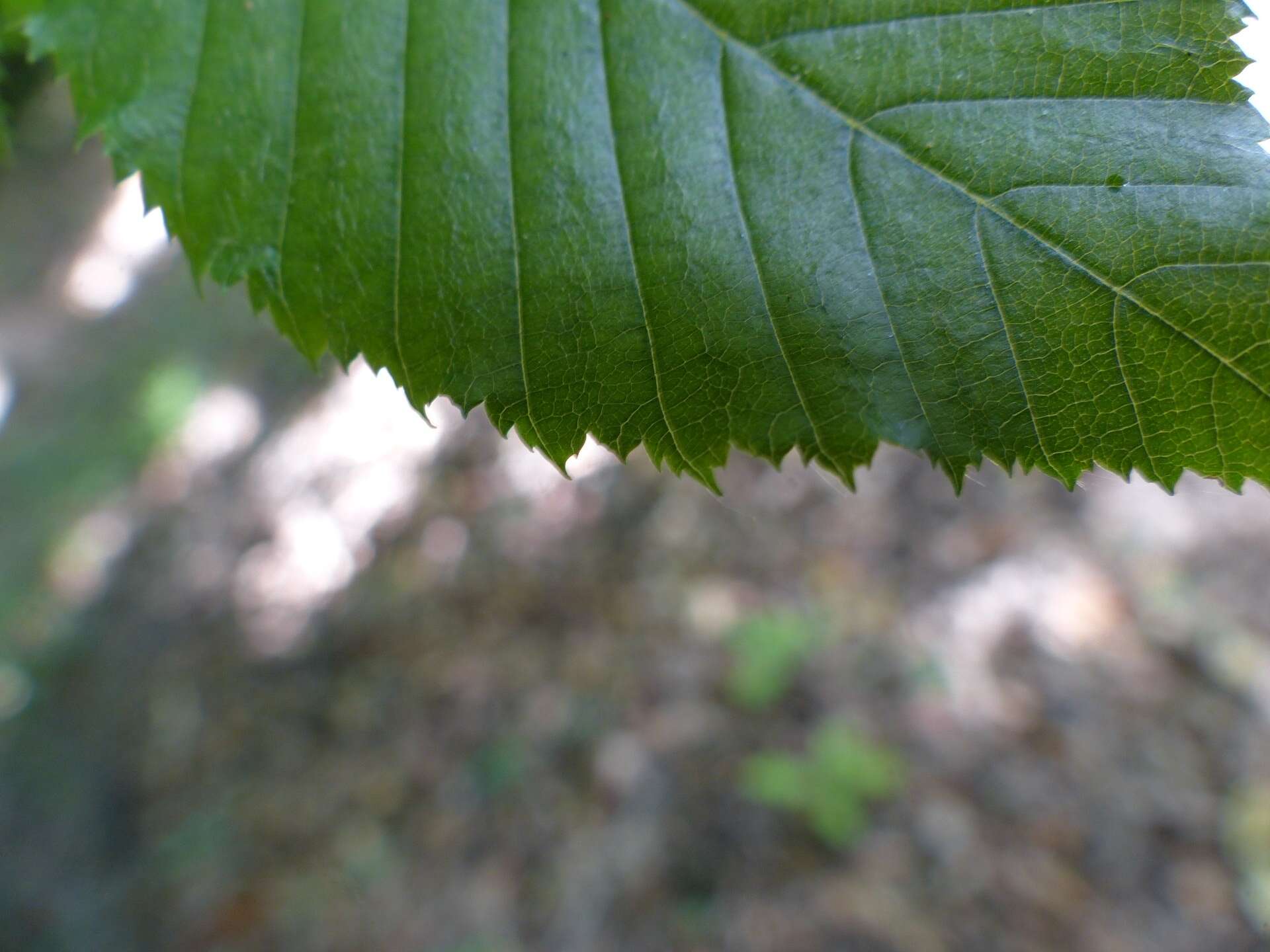 Image of Carpinus betulus L.