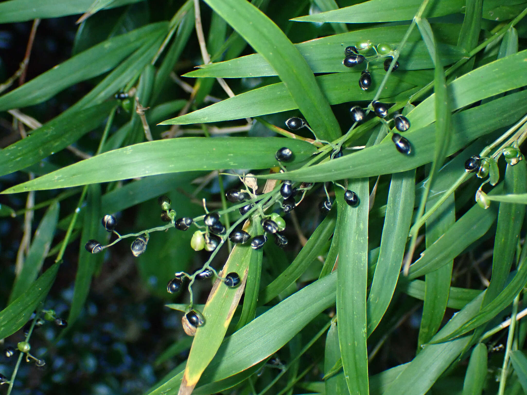 Image de Lasiacis divaricata (L.) Hitchc.