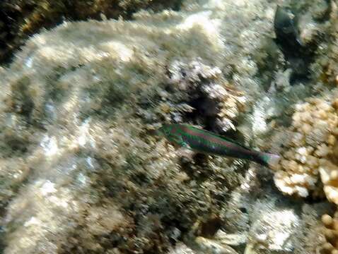 Image of Five striped surge wrasse