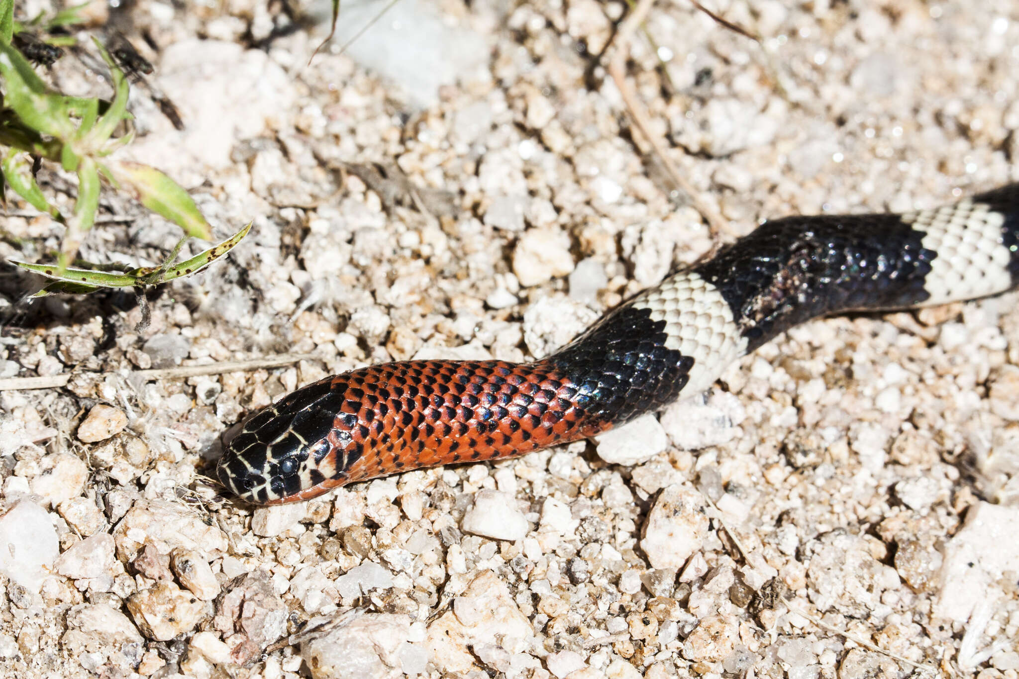 Image of Argentinian Coral Snake