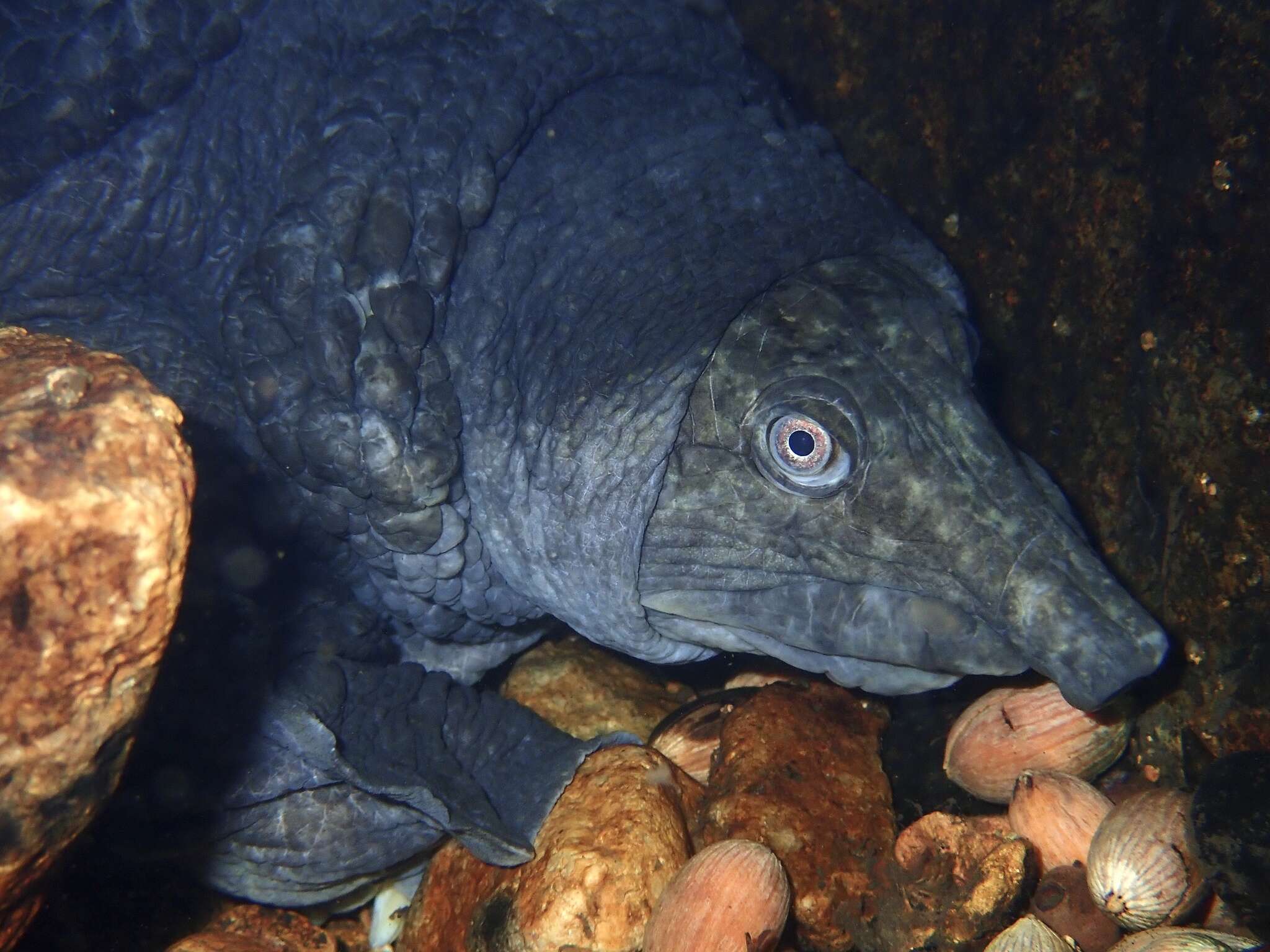 Image of Wattle-necked Softshell Turtle