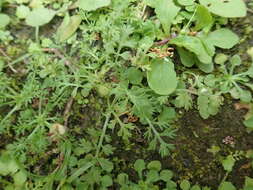 Image of button burrweed
