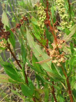 Rumex verticillatus L.的圖片