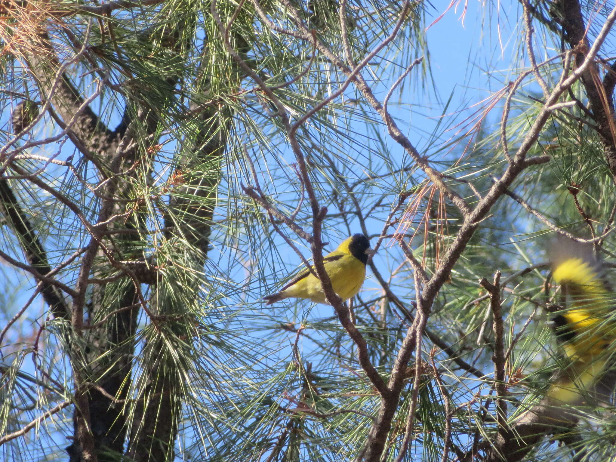 Image of Black-headed Siskin