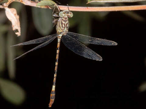 صورة Lestinogomphus silkeae Kipping 2010