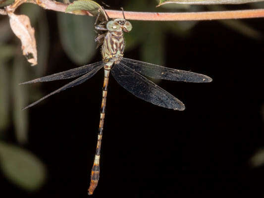 Imagem de Lestinogomphus silkeae Kipping 2010