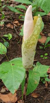 Amorphophallus bulbifer (Roxb.) Blume resmi