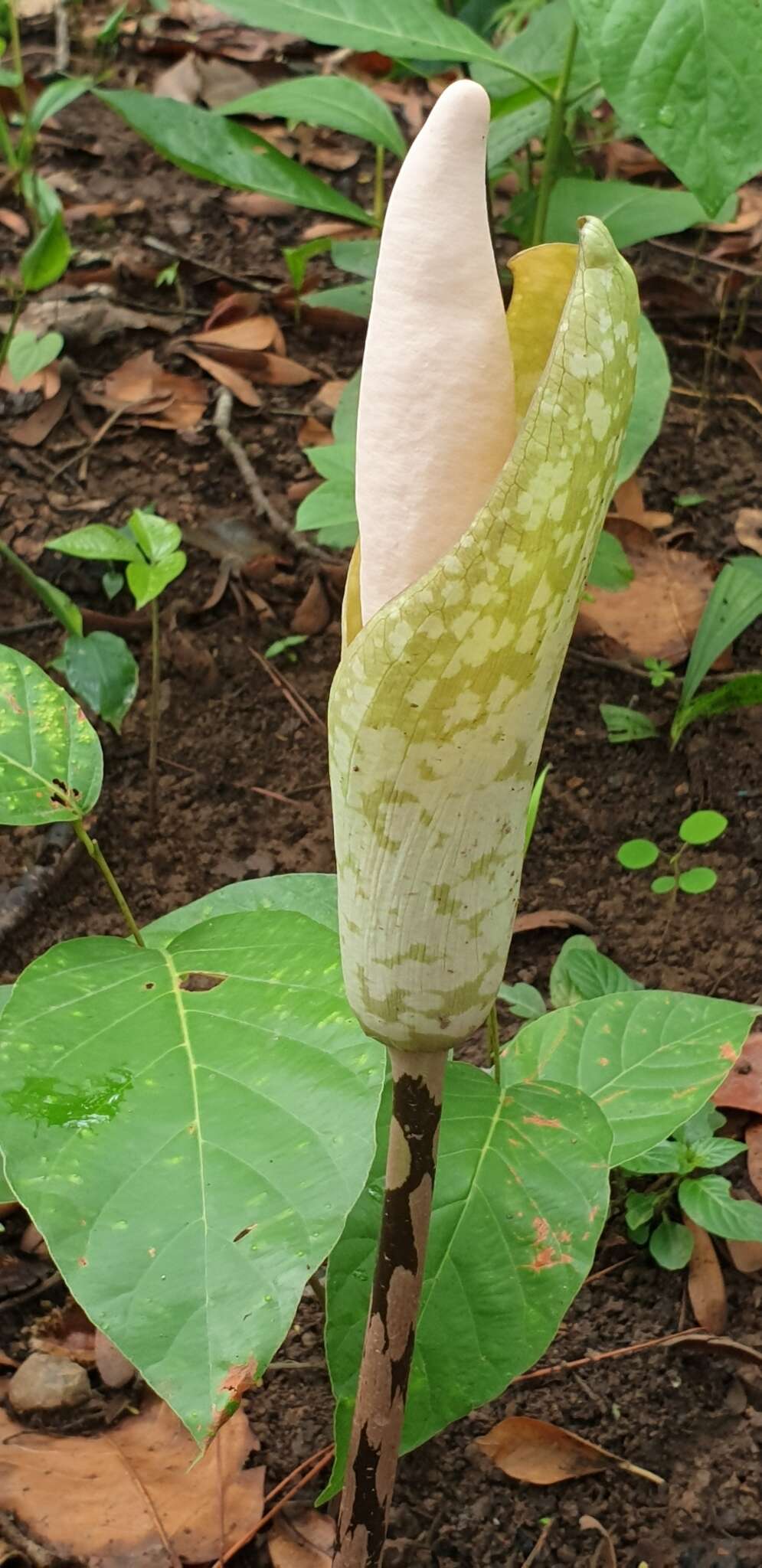 Image of Amorphophallus bulbifer (Roxb.) Blume